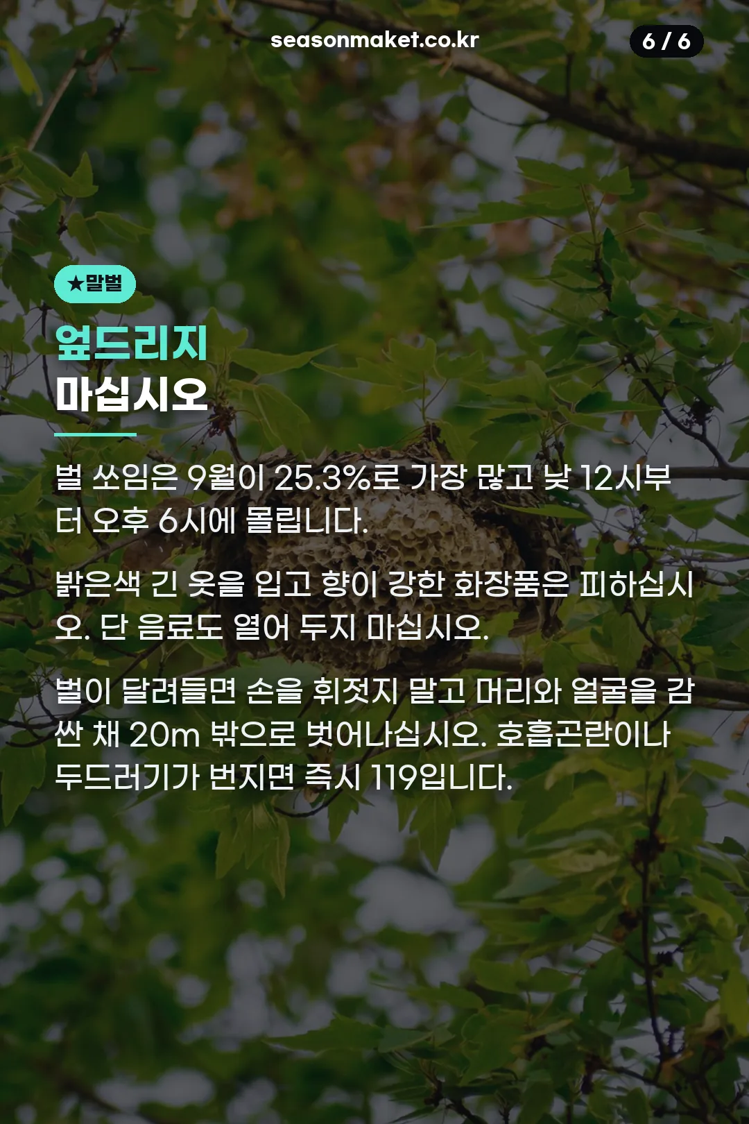 말벌 대처
