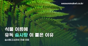 솜사탕고사리 정체 — 보스턴고사리의 품종 ‘마리사’입니다