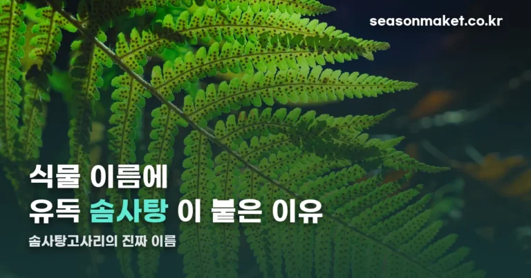 솜사탕고사리 정체 — 보스턴고사리의 품종 ‘마리사’입니다